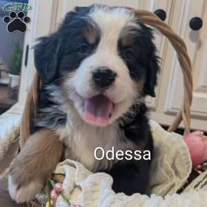 Odessa, Bernese Mountain Dog Puppy